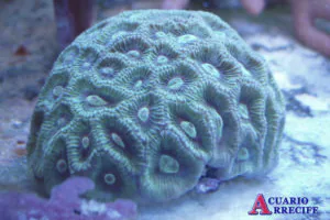 Detalle de coral dentro de acuario