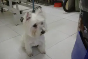 Perrito en peluquería canina