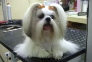 Perrito en mesa de peluquería de mascotas